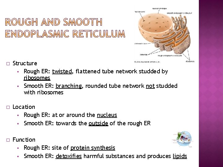 � Structure § Rough ER: twisted, flattened tube network studded by ribosomes § Smooth