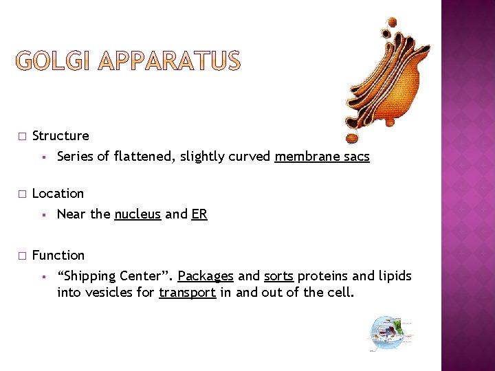 � Structure § Series of flattened, slightly curved membrane sacs � Location § Near