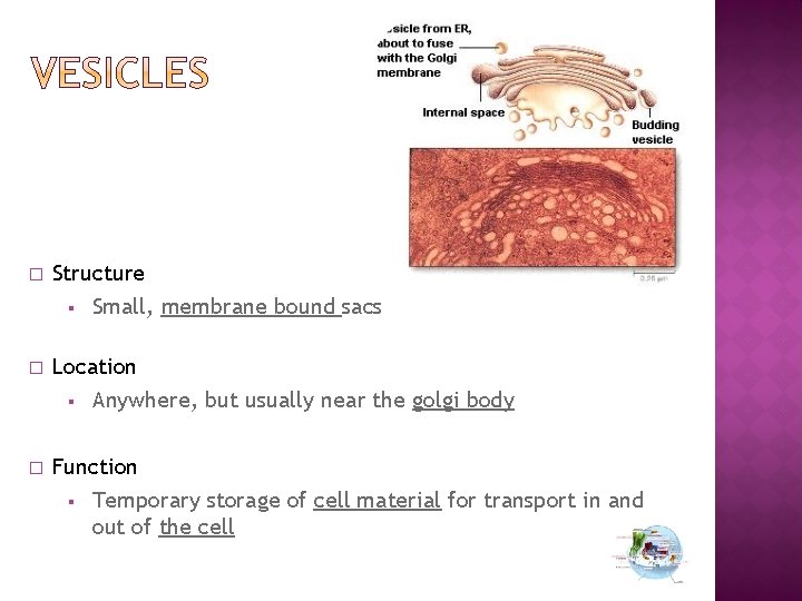 � Structure § Small, membrane bound sacs � Location § Anywhere, but usually near