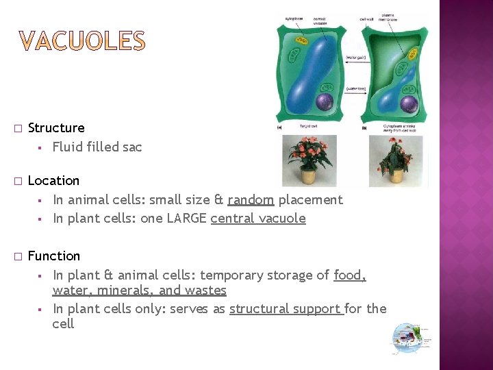 � Structure § Fluid filled sac � Location § In animal cells: small size