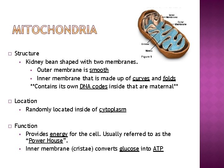 � Structure § Kidney bean shaped with two membranes. § Outer membrane is smooth