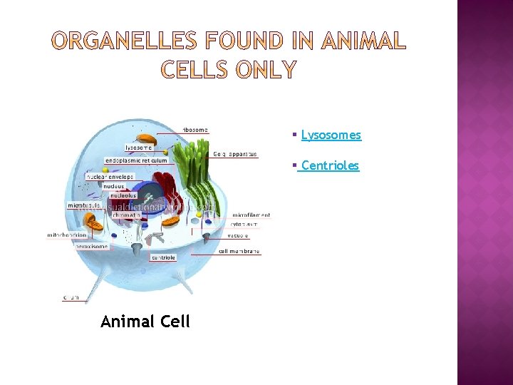 § Lysosomes § Centrioles Animal Cell 