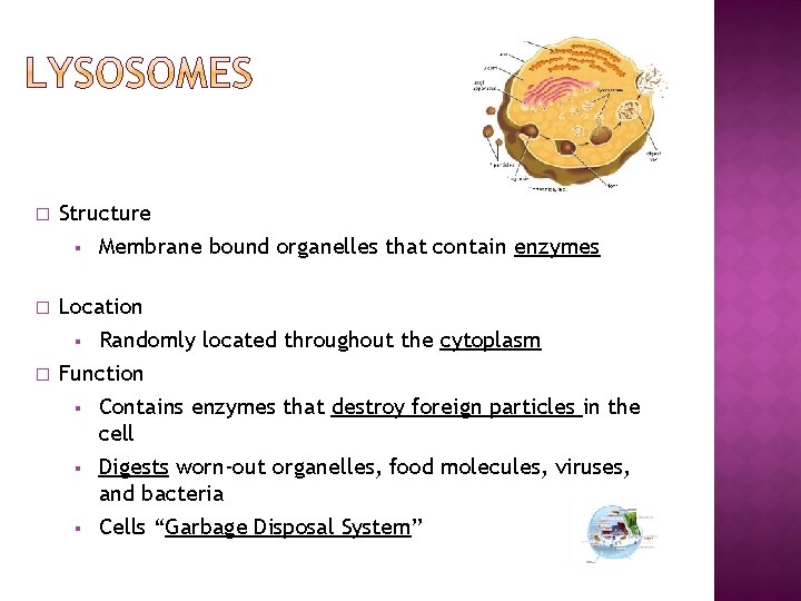 � Structure § � � Membrane bound organelles that contain enzymes Location § Randomly