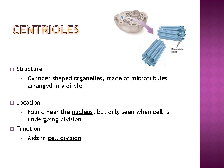 � Structure § � � Cylinder shaped organelles, made of microtubules arranged in a