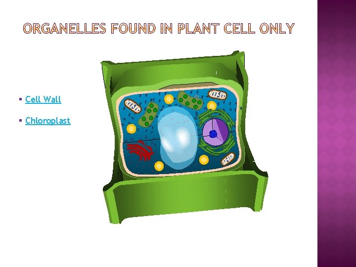 § Cell Wall § Chloroplast 