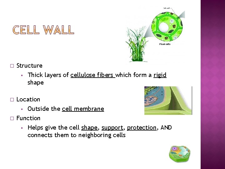 � Structure § � � Thick layers of cellulose fibers which form a rigid