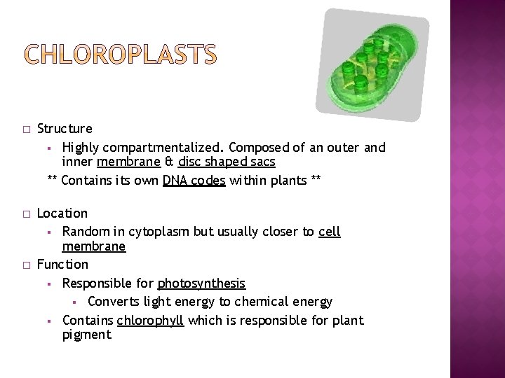 � Structure § Highly compartmentalized. Composed of an outer and inner membrane & disc