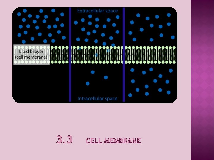 3. 3 CELL MEMBRANE 