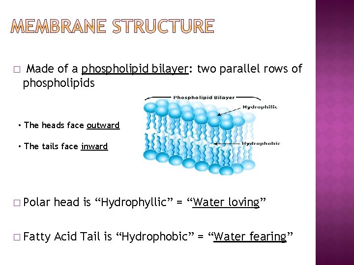 � Made of a phospholipid bilayer: two parallel rows of phospholipids • The heads