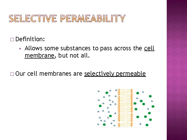� Definition: § Allows some substances to pass across the cell membrane, but not