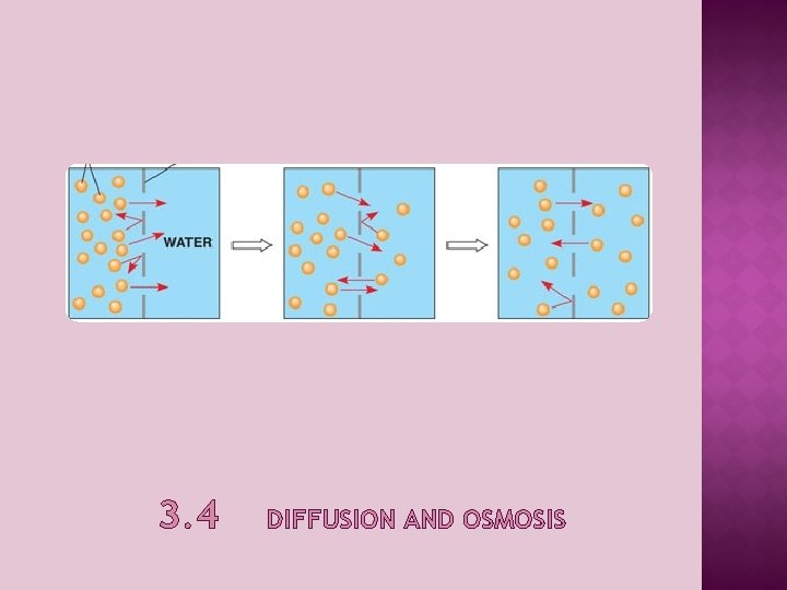 3. 4 DIFFUSION AND OSMOSIS 