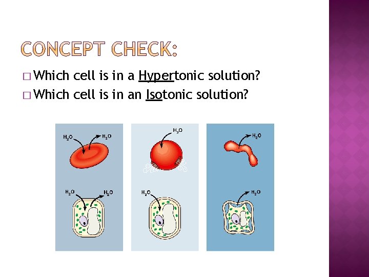 � Which cell is in a Hypertonic solution? � Which cell is in an