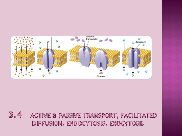 3. 4 ACTIVE & PASSIVE TRANSPORT, FACILITATED DIFFUSION, ENDOCYTOSIS, EXOCYTOSIS 