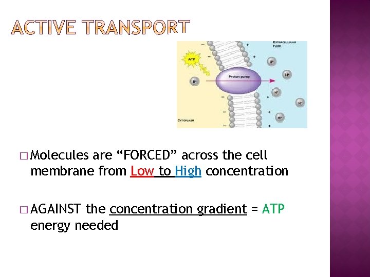 � Molecules are “FORCED” across the cell membrane from Low to High concentration �