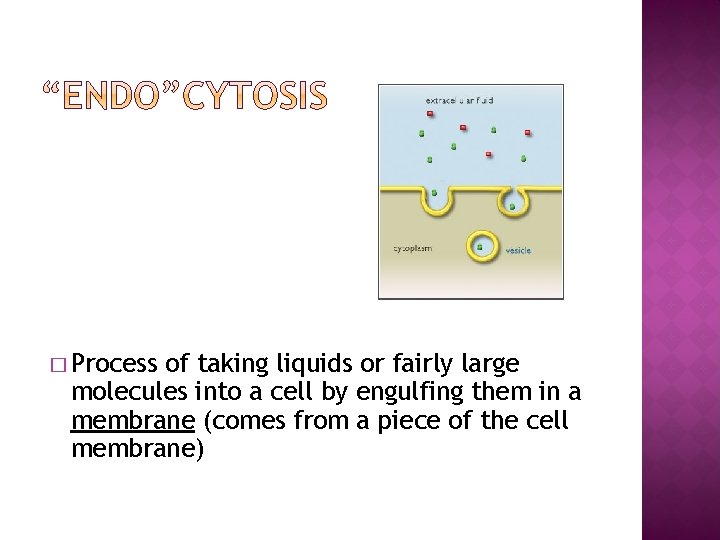 � Process of taking liquids or fairly large molecules into a cell by engulfing