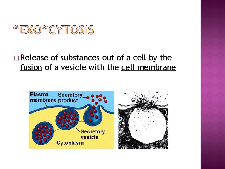� Release of substances out of a cell by the fusion of a vesicle