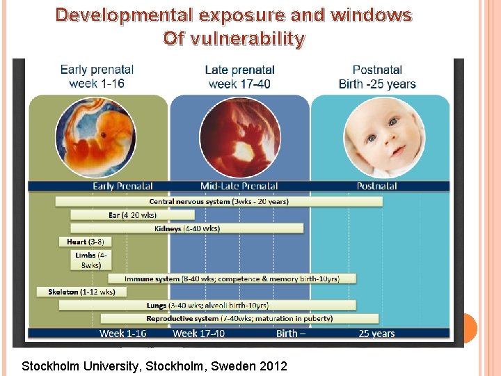 Developmental exposure and windows Of vulnerability Stockholm University, Stockholm, Sweden 2012 