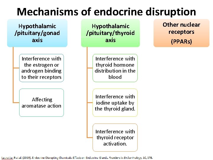 Mechanisms of endocrine disruption Hypothalamic /pituitary/gonad axis Hypothalamic /pituitary/thyroid axis Interference with the estrogen