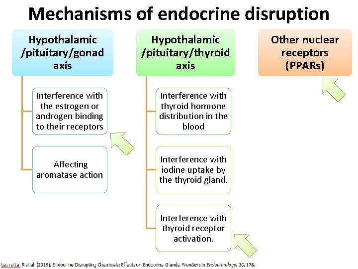 Mechanisms of endocrine disruption Hypothalamic /pituitary/gonad axis Hypothalamic /pituitary/thyroid axis Interference with the estrogen