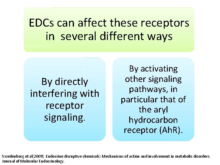 EDCs can affect these receptors in several different ways By directly interfering with receptor