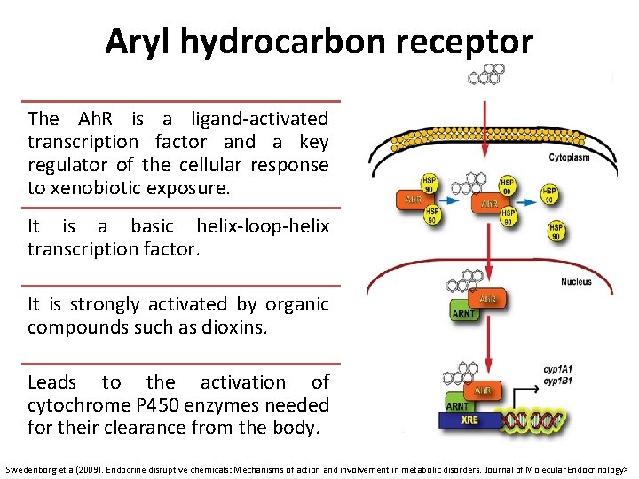 Aryl hydrocarbon receptor The Ah. R is a ligand-activated transcription factor and a key