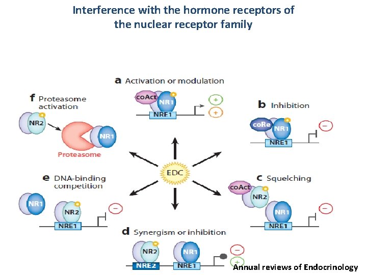 Interference with the hormone receptors of the nuclear receptor family Annual reviews of Endocrinology