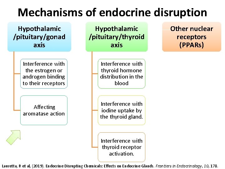 Mechanisms of endocrine disruption Hypothalamic /pituitary/gonad axis Hypothalamic /pituitary/thyroid axis Interference with the estrogen