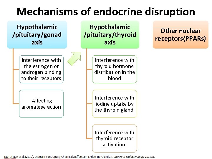 Mechanisms of endocrine disruption Hypothalamic /pituitary/gonad axis Hypothalamic /pituitary/thyroid axis Interference with the estrogen