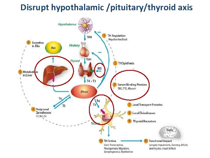 Disrupt hypothalamic /pituitary/thyroid axis 