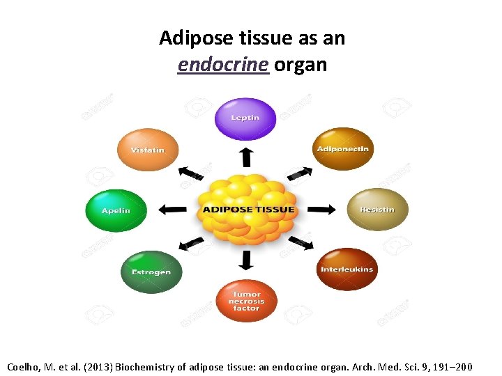 Adipose tissue as an endocrine organ Coelho, M. et al. (2013) Biochemistry of adipose