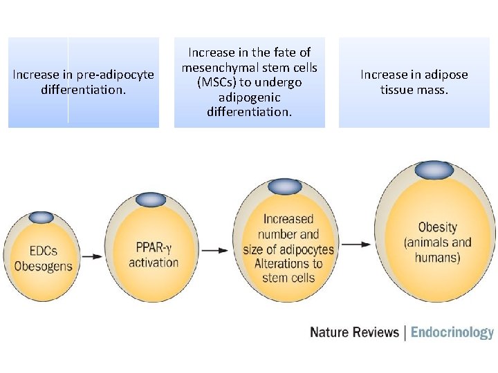 Increase in pre-adipocyte differentiation. Increase in the fate of mesenchymal stem cells (MSCs) to