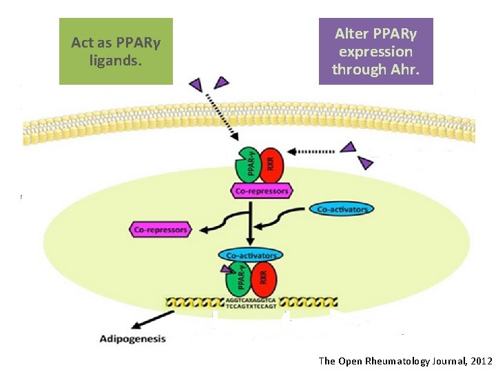 Act as PPARγ ligands. Alter PPARγ expression through Ahr. The Open Rheumatology Journal, 2012