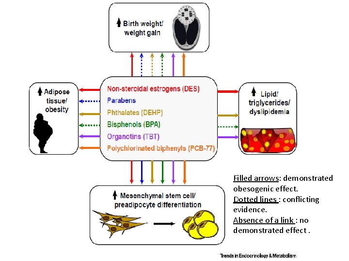 Filled arrows: demonstrated obesogenic effect. Dotted lines : conflicting evidence. Absence of a link