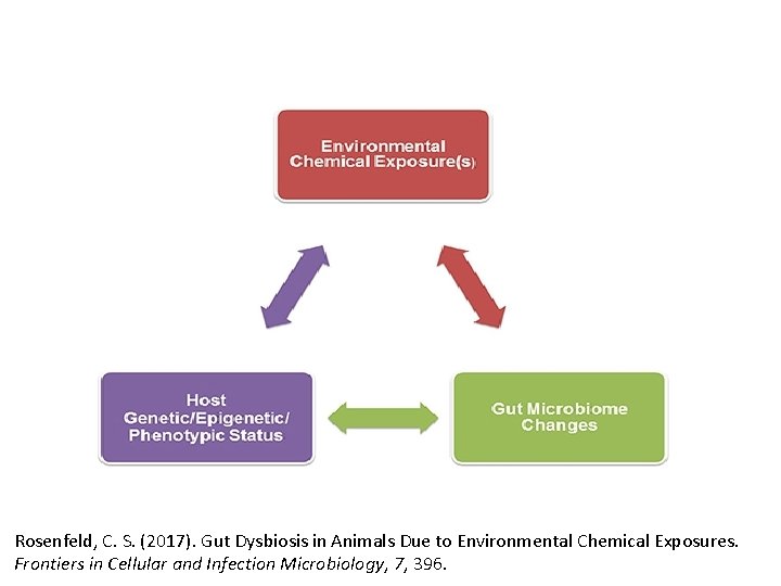 Rosenfeld, C. S. (2017). Gut Dysbiosis in Animals Due to Environmental Chemical Exposures. Frontiers