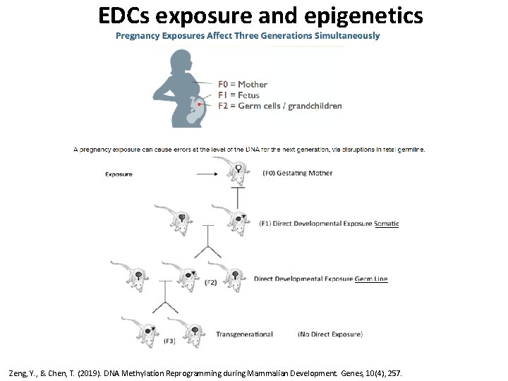 EDCs exposure and epigenetics Zeng, Y. , & Chen, T. (2019). DNA Methylation Reprogramming