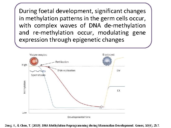 During foetal development, significant changes in methylation patterns in the germ cells occur, with