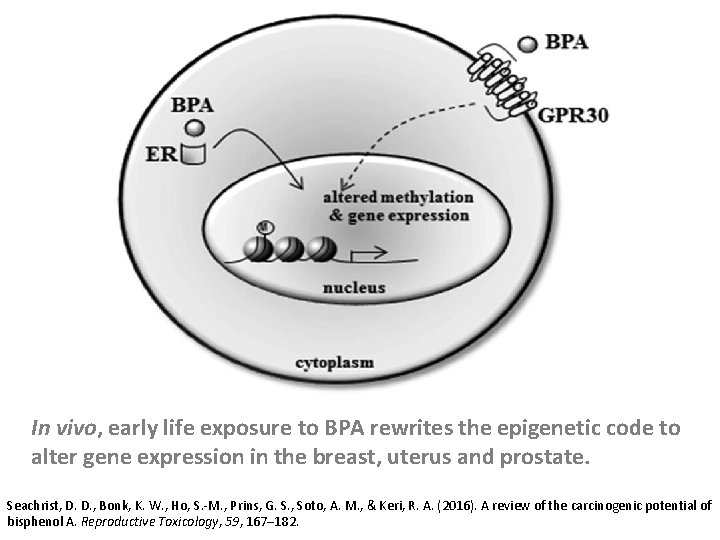 In vivo, early life exposure to BPA rewrites the epigenetic code to alter gene