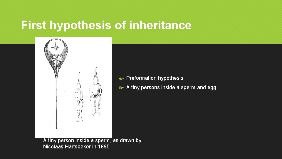 First hypothesis of inheritance Preformation hypothesis A tiny persons inside a sperm and egg.