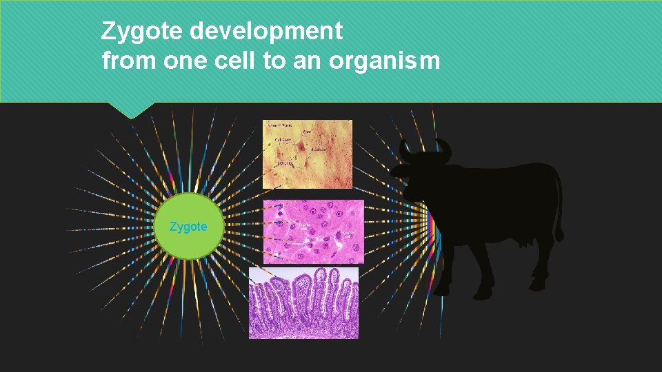 Zygote development from one cell to an organism Zygote 