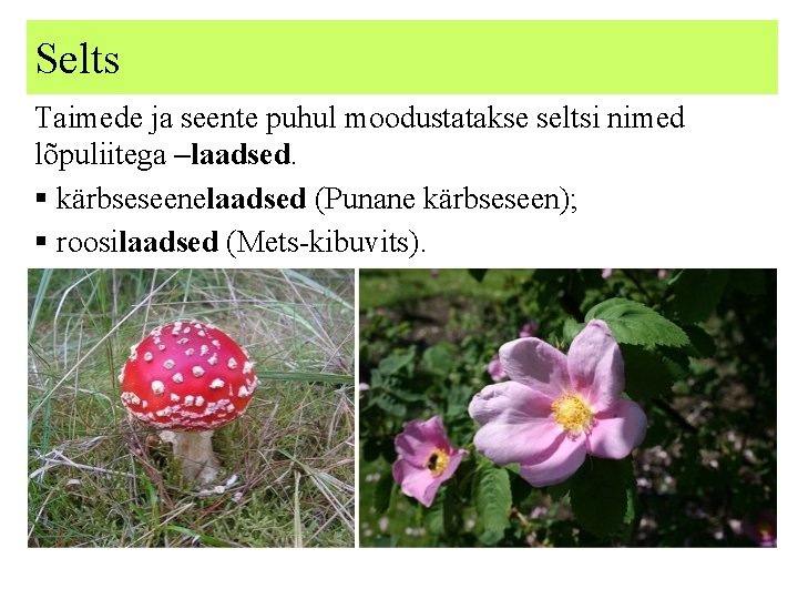 Selts Taimede ja seente puhul moodustatakse seltsi nimed lõpuliitega –laadsed. § kärbseseenelaadsed (Punane kärbseseen);