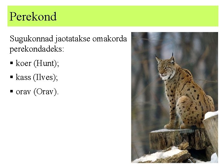 Perekond Sugukonnad jaotatakse omakorda perekondadeks: § koer (Hunt); § kass (Ilves); § orav (Orav).