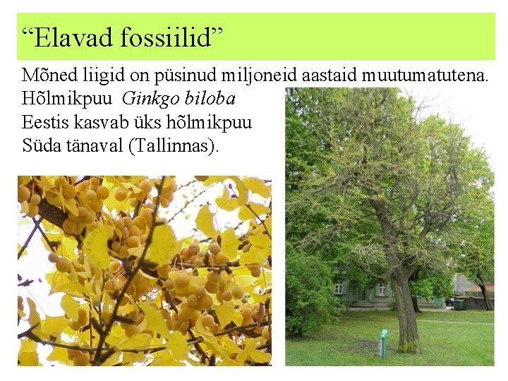 “Elavad fossiilid” Mõned liigid on püsinud miljoneid aastaid muutumatutena. Hõlmikpuu Ginkgo biloba Eestis kasvab