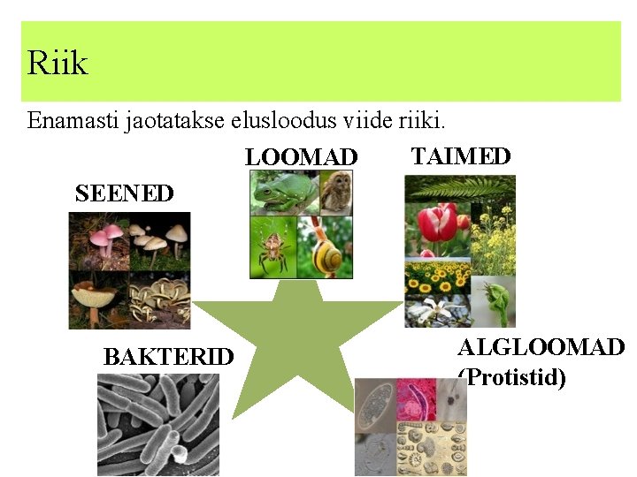 Riik Enamasti jaotatakse elusloodus viide riiki. TAIMED LOOMAD SEENED BAKTERID ALGLOOMAD (Protistid) 