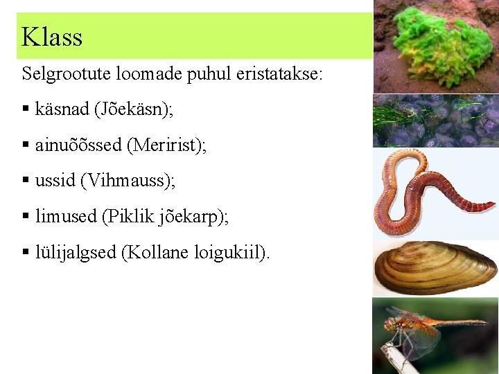 Klass Selgrootute loomade puhul eristatakse: § käsnad (Jõekäsn); § ainuõõssed (Meririst); § ussid (Vihmauss);