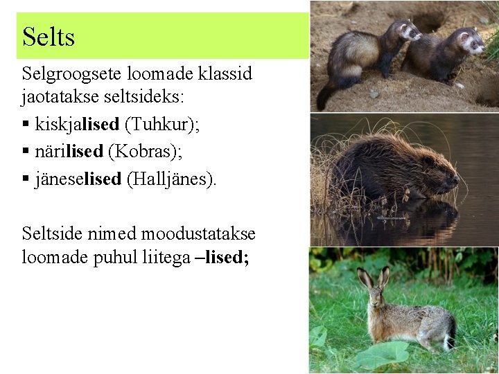 Selts Selgroogsete loomade klassid jaotatakse seltsideks: § kiskjalised (Tuhkur); § närilised (Kobras); § jäneselised