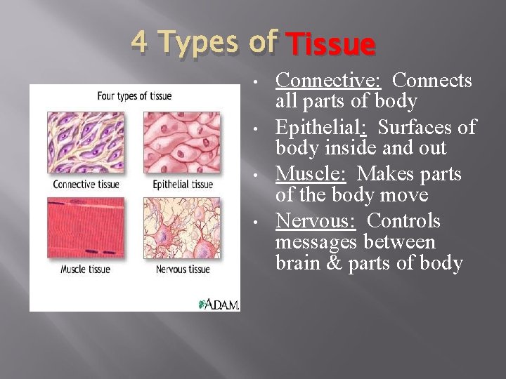 4 Types of Tissue • • Connective: Connects all parts of body Epithelial: Surfaces