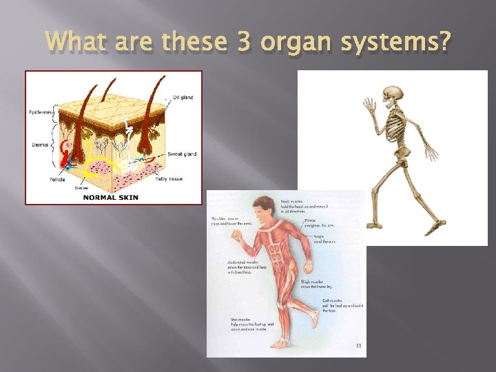What are these 3 organ systems? 
