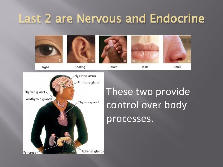 Last 2 are Nervous and Endocrine These two provide control over body processes. 
