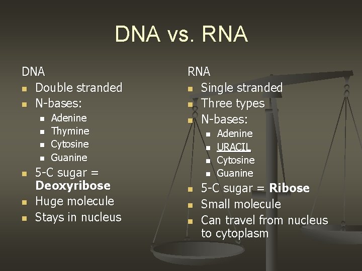 DNA vs. RNA DNA n Double stranded n N-bases: n n n n Adenine