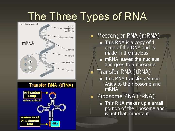 The Three Types of RNA n m. RNA Messenger RNA (m. RNA) n n